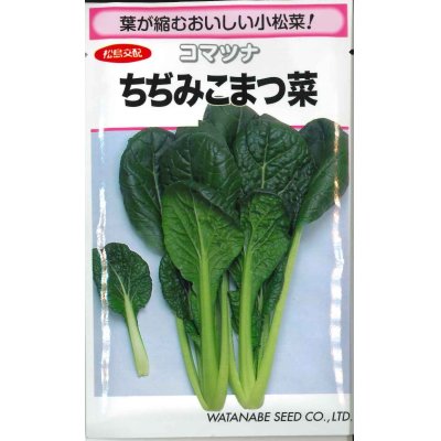 画像1: [小松菜]　ちぢみこまつ菜　 20ml（およそ4900粒）　 （株）渡辺採種場