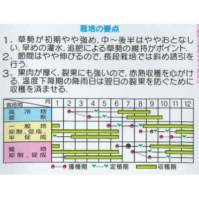 画像2: [トマト/ミニトマト]　送料無料！　キャロルパッション　1000粒　サカタのタネ（株）