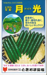 [キュウリ]　月光　20粒　（株）（株）ときわ研究場