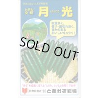 送料無料　[キュウリ]　月光　20粒　(株)ときわ研究場
