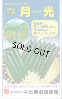 送料無料　[キュウリ]　月光　20粒　(株)ときわ研究場