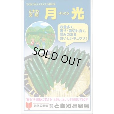 画像1: 送料無料　[キュウリ]　月光　20粒　(株)ときわ研究場