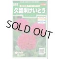 送料無料　花の種　久留米けいとう　切り花用アーリーローズ　約143粒　(株)サカタのタネ　実咲250（026236）