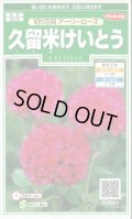 送料無料　花の種　久留米けいとう　切り花用アーリーローズ　約143粒　(株)サカタのタネ　実咲250（026236）