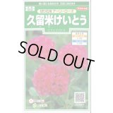 送料無料　花の種　久留米けいとう　切り花用アーリーローズ　約143粒　(株)サカタのタネ　実咲250（026236）