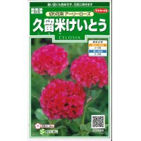 花の種　久留米けいとう　切り花用アーリーローズ　約143粒　サカタのタネ（株）実咲250