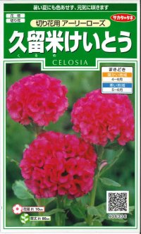 花の種　久留米けいとう　切り花用アーリーローズ　約143粒　サカタのタネ（株）実咲250