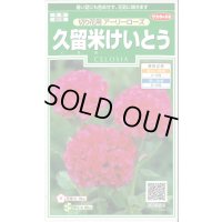送料無料　花の種　久留米けいとう　切り花用アーリーローズ　約143粒　(株)サカタのタネ　実咲250（026236）