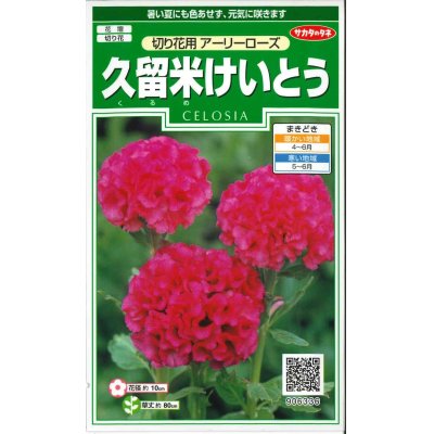 画像1: 花の種　久留米けいとう　切り花用アーリーローズ　約143粒　サカタのタネ（株）実咲250