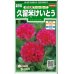 画像1: 花の種　久留米けいとう　切り花用アーリーローズ　約143粒　サカタのタネ（株）実咲250 (1)