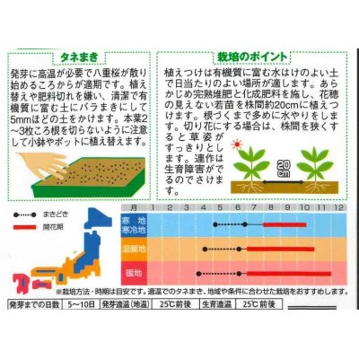 画像2: 花の種　久留米けいとう　切り花用アーリーローズ　約143粒　サカタのタネ（株）実咲250