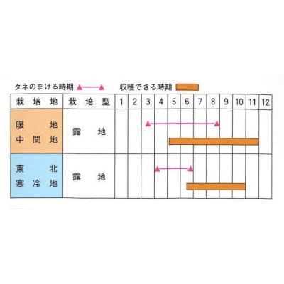 画像2: [キュウリ]　月光　20粒　（株）（株）ときわ研究場