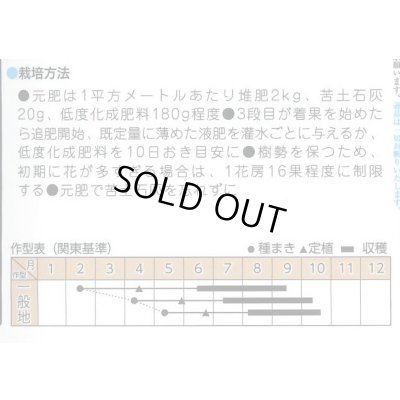 画像2: 送料無料　トマト種　フラガール　オランジェ　100粒
