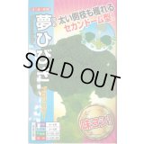 送料無料　[ブロッコリー]　夢ひびき　20ml　ナント種苗(株)