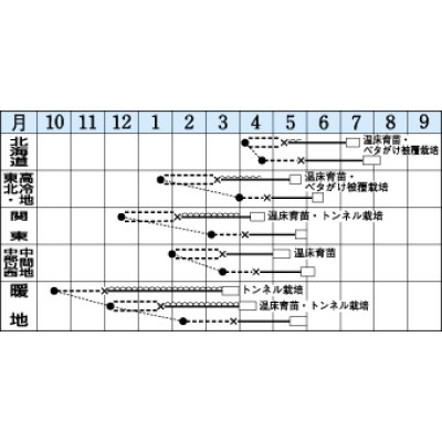 画像2: [レタス]　バークレー　コート5千粒　タキイ種苗（株）　