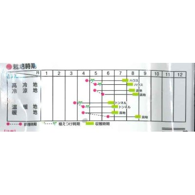 画像4: [枝豆]　とびきり　約40粒　サカタのタネ（株）　実咲300