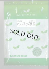 送料無料　[かぼちゃ]　ミニカボチャ　パンプキッズ　500粒　カネコ種苗（株）