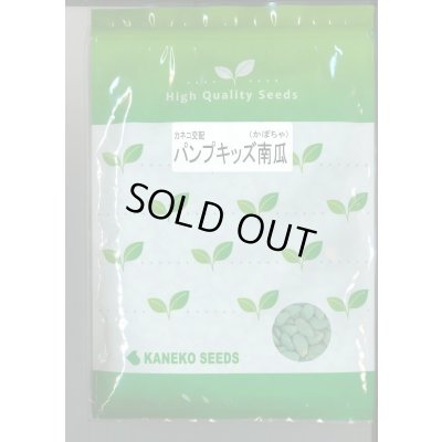 画像1: 送料無料　[かぼちゃ]　ミニカボチャ　パンプキッズ　500粒　カネコ種苗（株）