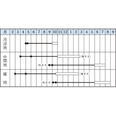 画像2: [シーダー種子]　ごぼう　柳川理想牛蒡　　1粒×6ｃｍ間隔