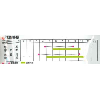 画像2: [大根]　葉ダイコン　葉大臣　2ｄｌ　サカタ交配　