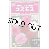 送料無料　花の種　コスモス　ダブルクリック　約36粒　(株)サカタのタネ　実咲350（026109）