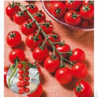 送料無料　トマト　TY千果　コート　2L　1000粒　タキイ種苗(株)