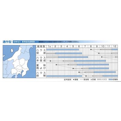 画像3: トマト　TY千果　コート　２Ｌ　1000粒　タキイ種苗（株）