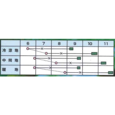 画像3: [ブロッコリー] スーパードーム 1ml カネコ種苗（株）