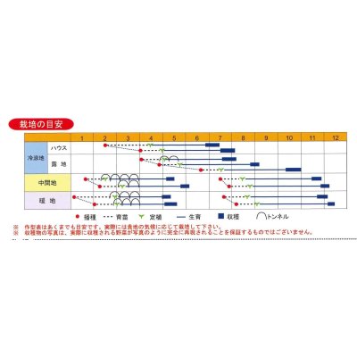 画像4: [カリフラワー]　ネオ・スパイラル　1000粒　渡辺農事（株）