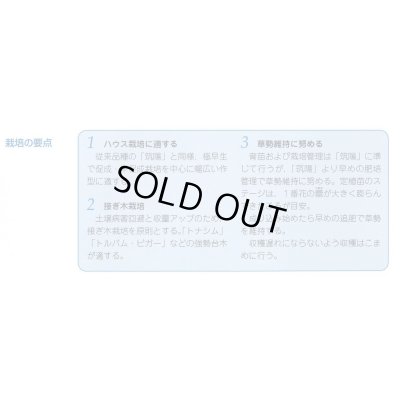 画像4: 送料無料　[なす]　PC筑陽　13粒　タキイ種苗(株)　DF