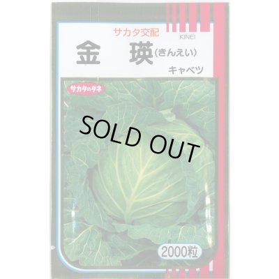 画像1: 送料無料 [キャベツ] 金瑛 2000粒 （株）サカタのタネ
