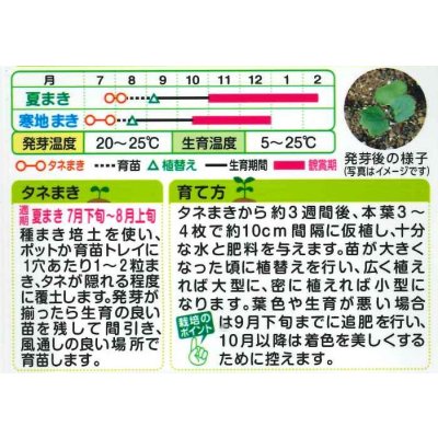 画像2: 花の種 葉牡丹 丸葉系 フレッシュミックス タキイ種苗(株)NL200