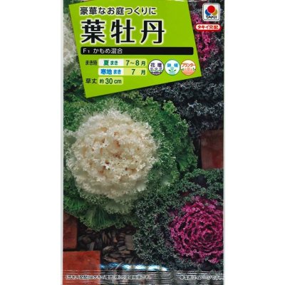 画像1: 送料無料　花の種　葉牡丹　かもめ混合　タキイ種苗(株)NL200