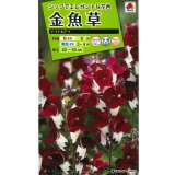 送料無料　花の種　金魚草　ナイト＆デイ　タキイ種苗(株)NL200