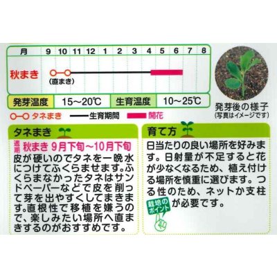 画像2: 送料無料　花の種　スイートピー　ロイヤル混合　タキイ種苗(株)NL200