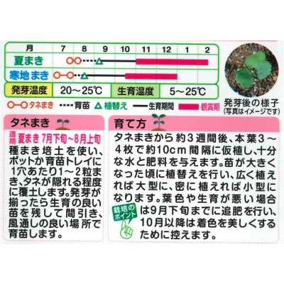 画像2: 送料無料　花の種　葉牡丹　F1つぐみ混合　タキイ種苗(株)NL300