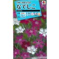 送料無料　花の種　なでしこ　河原混合　タキイ種苗(株)