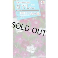 送料無料　花の種　なでしこ　河原混合　タキイ種苗(株)NL150