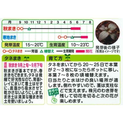 画像2: 送料無料　花の種　金魚草　ナイト＆デイ　タキイ種苗(株)NL200