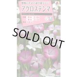 送料無料　花の種　アグロステンマ　ラブリーミックス　タキイ種苗(株)NL300
