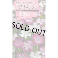 送料無料　花の種　アグロステンマ　ラブリーミックス　タキイ種苗(株)NL300