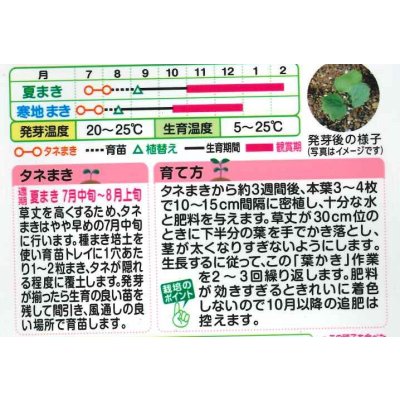 画像2: 送料無料　花の種　葉牡丹　ファインミックス　タキイ種苗(株)NL300