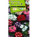 送料無料　花の種　バーベナ　オブセッション　タキイ種苗(株)NL200