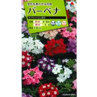 送料無料　花の種　バーベナ　オブセッション　タキイ種苗(株)NL200