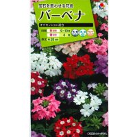 花の種　バーベナ　オブセッション　タキイ種苗（株）