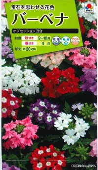 送料無料　花の種　バーベナ　オブセッション　タキイ種苗(株)NL200