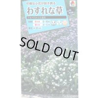 送料無料　花の種　わすれな草　アルペストリス混合　タキイ種苗(株)NL150