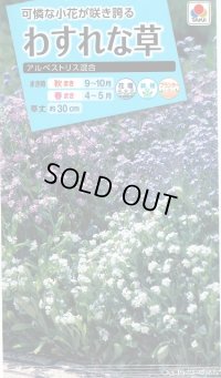 送料無料　花の種　わすれな草　アルペストリス混合　タキイ種苗(株)NL150