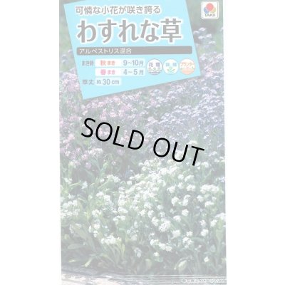 画像1: 花の種 わすれな草 アルペストリス混合 タキイ種苗(株)NL150