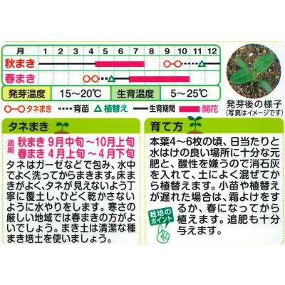 画像2: 送料無料　花の種　バーベナ　オブセッション　タキイ種苗(株)NL200